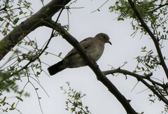 Columbina cruziana
