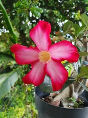 Neriinae