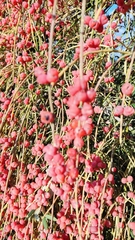 Ephedra foeminea