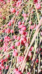 Ephedra foeminea