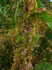 Cuscuta europaea