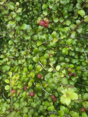 Gaultheria antipoda