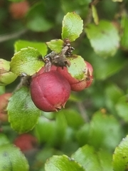Gaultheria antipoda