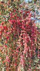Ephedra foeminea