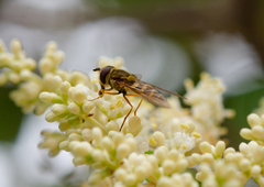 Syrphus reedi