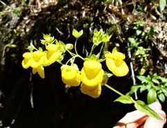 Calceolaria corymbosa