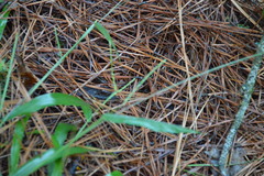 Paspalum langei