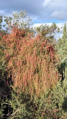 Ephedra foeminea