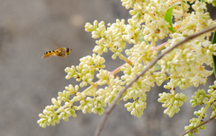 Syrphus reedi