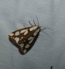 Haploa confusa