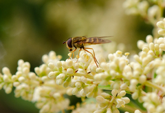 Syrphus reedi