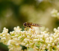 Syrphus reedi