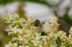 Syrphus reedi