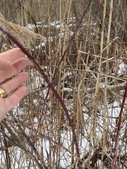 Rubus occidentalis