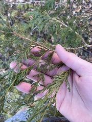 Thuja occidentalis