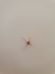 Nesticodes rufipes