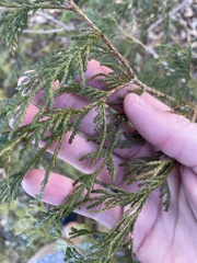 Thuja occidentalis