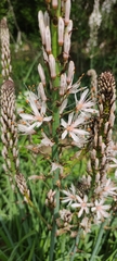 Asphodelus albus