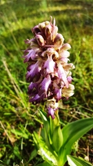 Himantoglossum robertianum