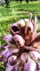 Himantoglossum robertianum