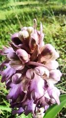 Himantoglossum robertianum