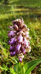 Himantoglossum robertianum