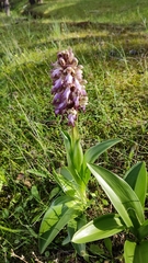 Himantoglossum robertianum