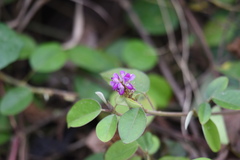 Grona heterocarpos