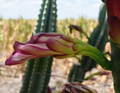 Cereus hildmannianus