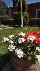 Spiraea cantoniensis