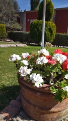 Spiraea cantoniensis