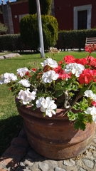 Spiraea cantoniensis