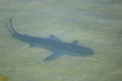 Carcharhinus leucas