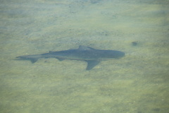Carcharhinus leucas