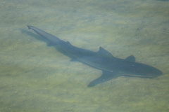 Carcharhinus leucas