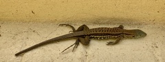 Ameiva