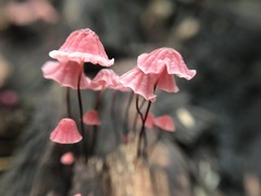 Marasmius haematocephalus