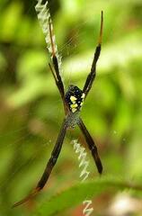Argiope halmaherensis