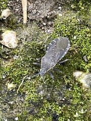 Catorhintha apicalis