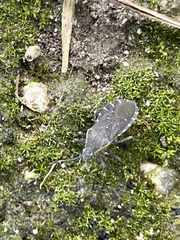 Catorhintha apicalis