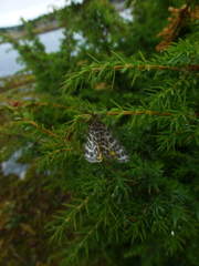 Arichanna melanaria