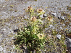 Cirsium spinosissimum