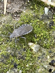 Catorhintha apicalis