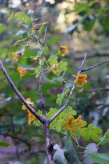 Tropaeolum ciliatum