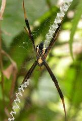 Argiope halmaherensis