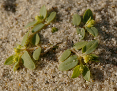 Euphorbia ocellata arenicola