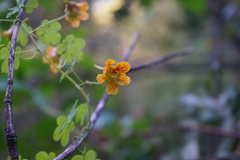 Tropaeolum ciliatum