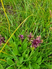 Dactylorhiza euxina