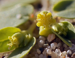 Euphorbia ocellata arenicola