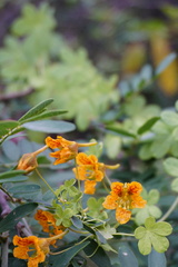Tropaeolum ciliatum